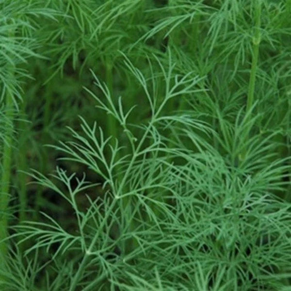 Dill Seeds - 50+ Seeds - 'Dukat' Anethum graveolens Herb for Culinary & Butterfly Garden - Annual Plant