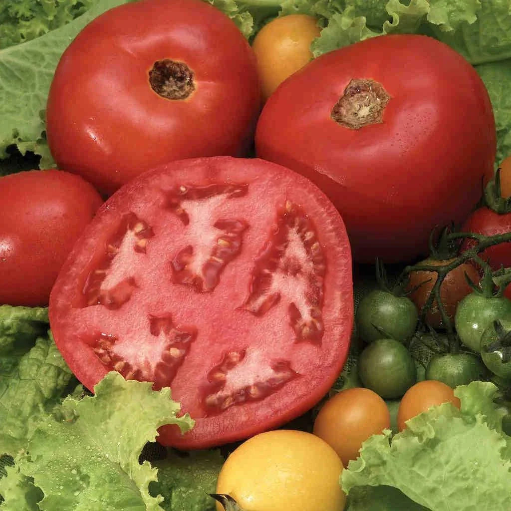 Heirloom Organic Steak Tomato Seeds - 120+ Beefsteak Variety (Solanum lycopersicum) - Tasty & Flavorful for Garden & Containers