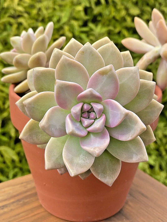 Graptosedum Ghosty Succulent Cutting – Rare 3-Inch Unrooted Live Plant – Unique Ghostly Rosette for Indoor Gardens & Terrariums