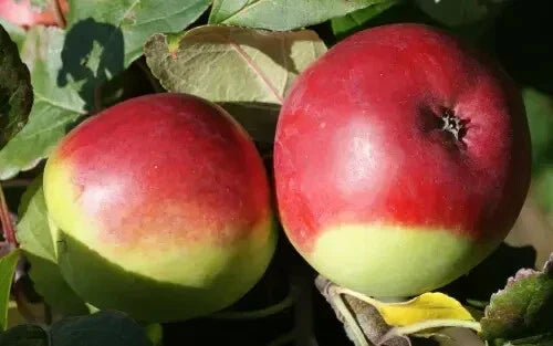 Fameuse Apple Seeds - 25+ Count for Garden Planting - Malus domestica 'Fameuse' - Non-GMO, USA Grown, Free Shipping