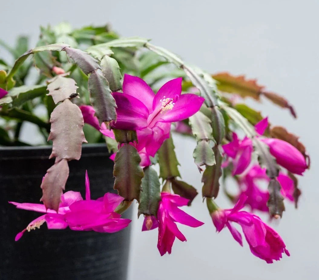 Purple Christmas Cactus Live Plant 3" Pot Schlumbergera Holiday Indoor Decor 5-6" Tall Vibrant Purple Blooms