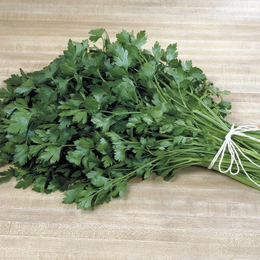 Italian Plain Leaf Parsley Seeds - Heirloom Fragrant Herb - Petroselinum crispum - 300-5000 Seeds for Culinary Gardens