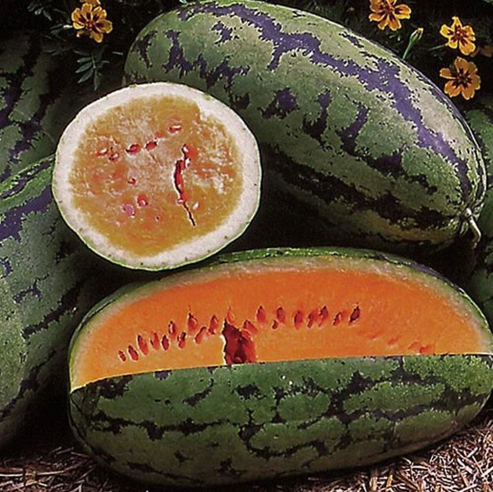 Orangeglo Watermelon Seeds - 50+ Non-GMO Sweet Seeds - Citrullus lanatus - Ideal for Home Gardens and Small Farms