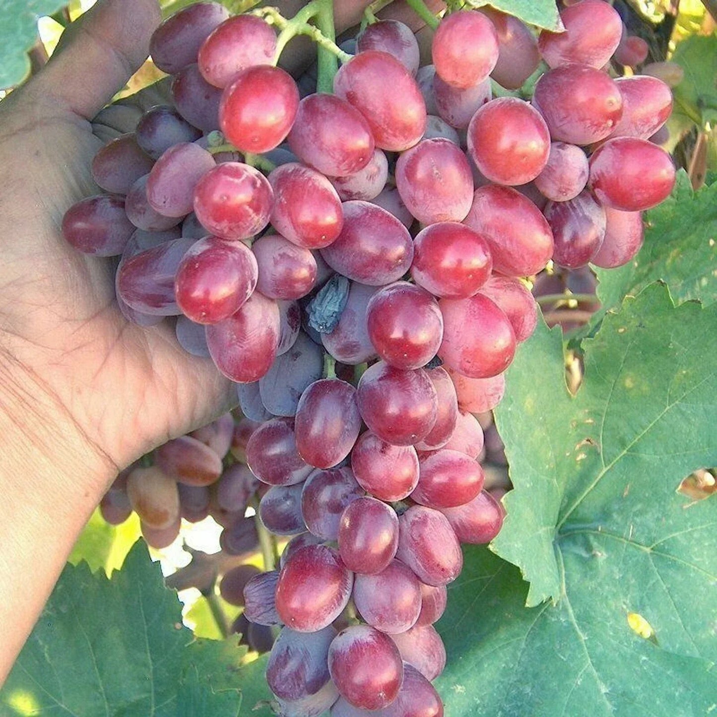 Crimson Vine Bare Root Plant | Large Red Seedless Table Grape | Vitis vinifera Raisin Variety