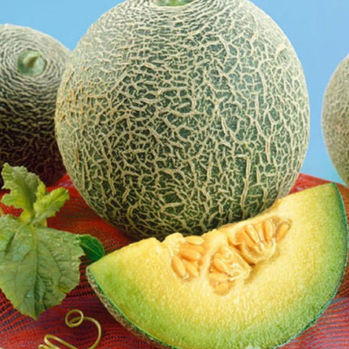 Rocky Ford Green Flesh Cantaloupe Seeds - Heirloom Organic Melon - Non-GMO, Vining, Juicy Cucumis melo Seeds