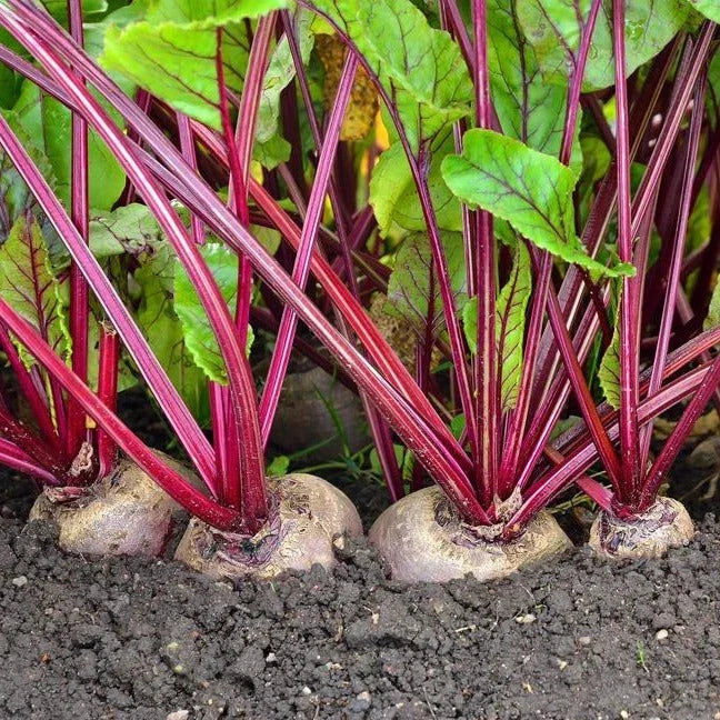 Detroit Dark Red Beet Seeds - Ruby Red, Heirloom Beta vulgaris, Non-GMO, Pesticide-Free, Ideal for Spring Planting, 200 Seeds