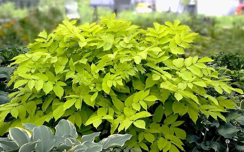 Aralia Sun King Live Starter Plant – Japanese Spikenard, Shade Tolerant Perennial with Chartreuse Foliage, Easy Landscape Plant