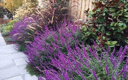 Mexican Sage ‘Santa Barbara’ Live Starter Plant – Compact Purple Salvia, Drought-Tolerant Perennial, Hummingbird-Friendly