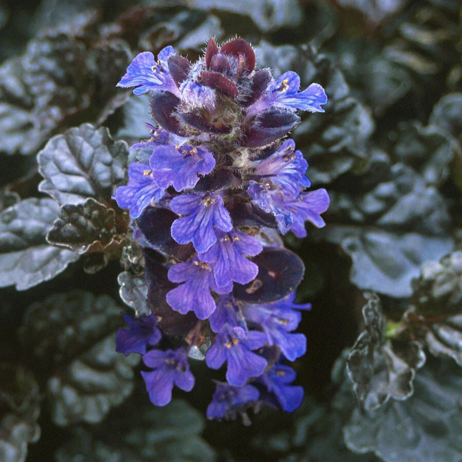 Ajuga Reptans Bugleweed Starter Plants – 10 Rooted Cuttings for Ground Cover, Garden Landscaping, Creeping Evergreen, Attractive Foliage
