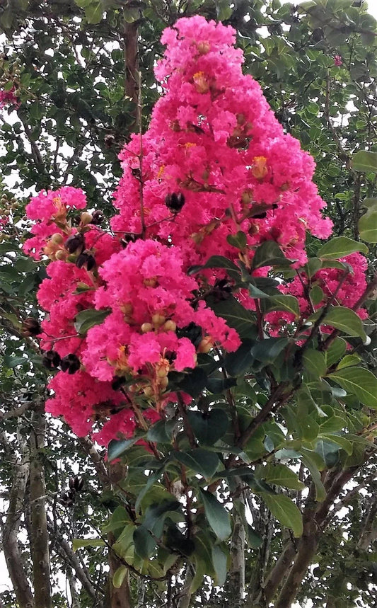 Hot Pink Crepe Myrtle Trees - Flowering Rooted Cuttings - Lagerstroemia indica - 2 Live Plants for Garden Landscape