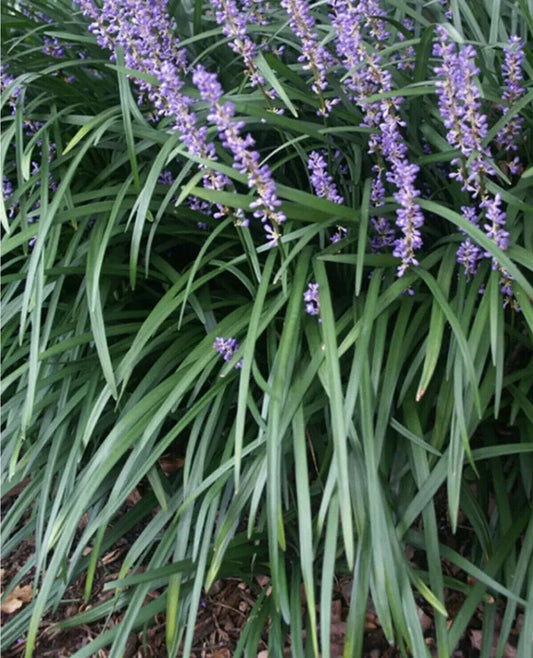 Liriope muscari Starter Plugs 15 Count - Monkey Grass Lilyturf Ground Cover Plants for Gardens
