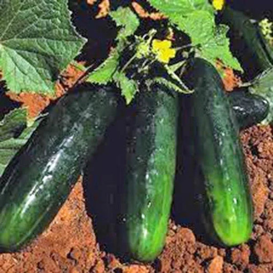 Heirloom Straight Eight Cucumber Seeds 500 Non-GMO Cucumis sativus Organic Gardening Supply