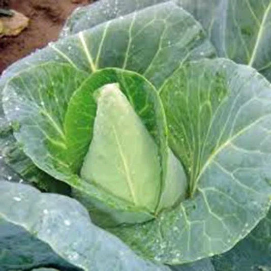Heirloom Cabbage Seeds, Early Jersey Wakefield, Non-GMO, Organic Brassica oleracea var. capitata, 25+ Seeds for Vegetable Gardening
