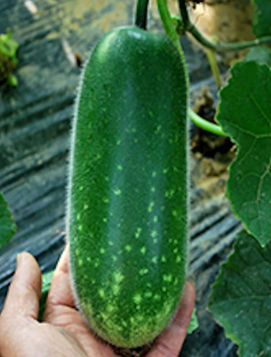Hybrid Fuzzy Gourd Seeds - 10 Packets, Non-GMO Heirloom, Benincasa hispida, Versatile Vegetable for Stir-Fries & Salads