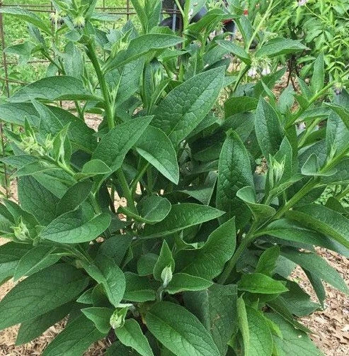 Live Russian Comfrey Plant Root Crowns Bocking #4 Organic Herb for Gardening & Soil Fertility Symphytum × uplandicum