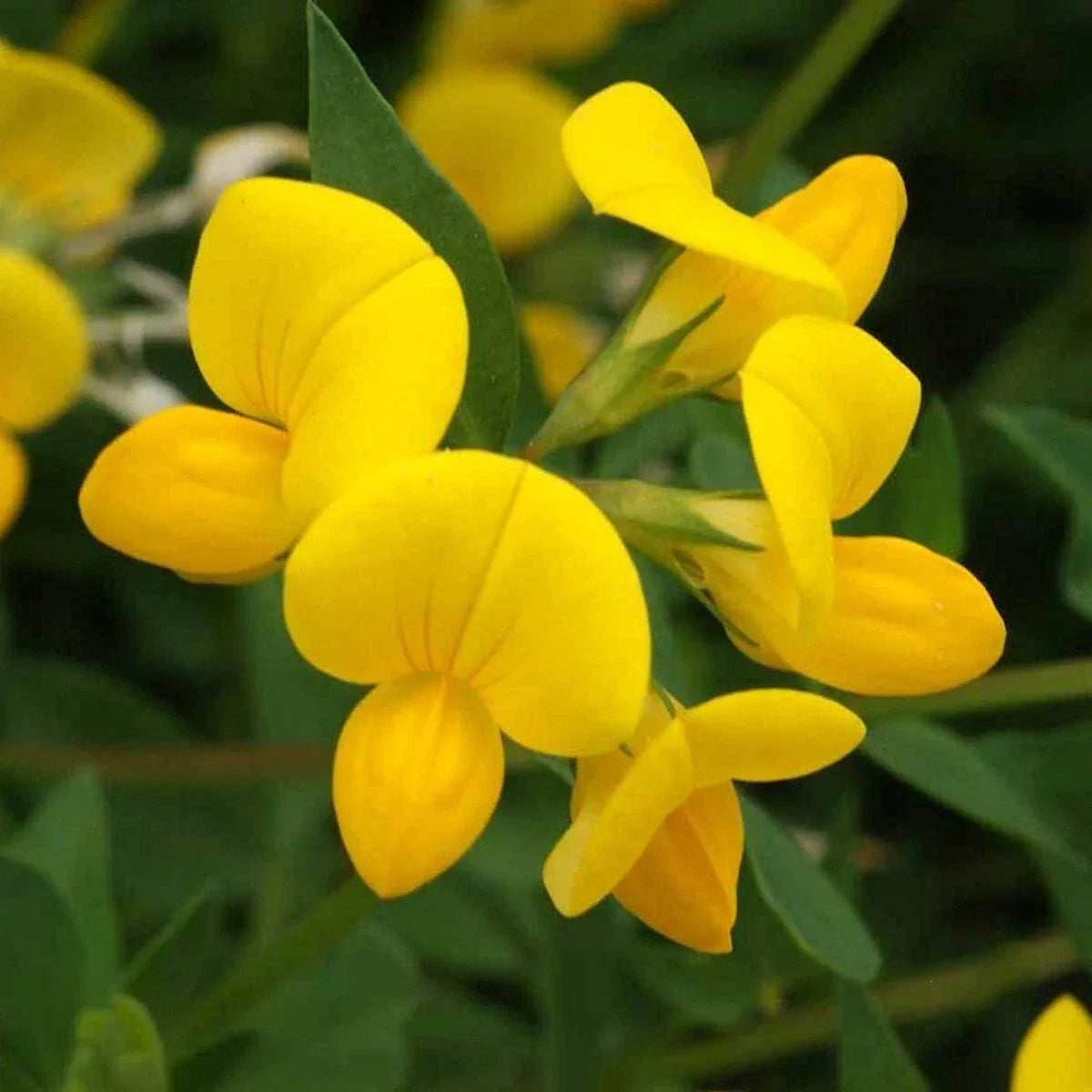Bird's Foot Trefoil Wildflower Seeds 1/4 lb Mylar Packet Lotus corniculatus Pollinator-Friendly, Native Plant, Low-Maintenance