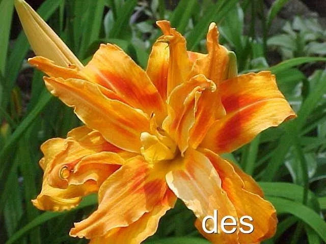 3 Live Daylily Plants - Kwanso Double/Triple Orange Heirloom - Hemerocallis fulva Garden Flowers
