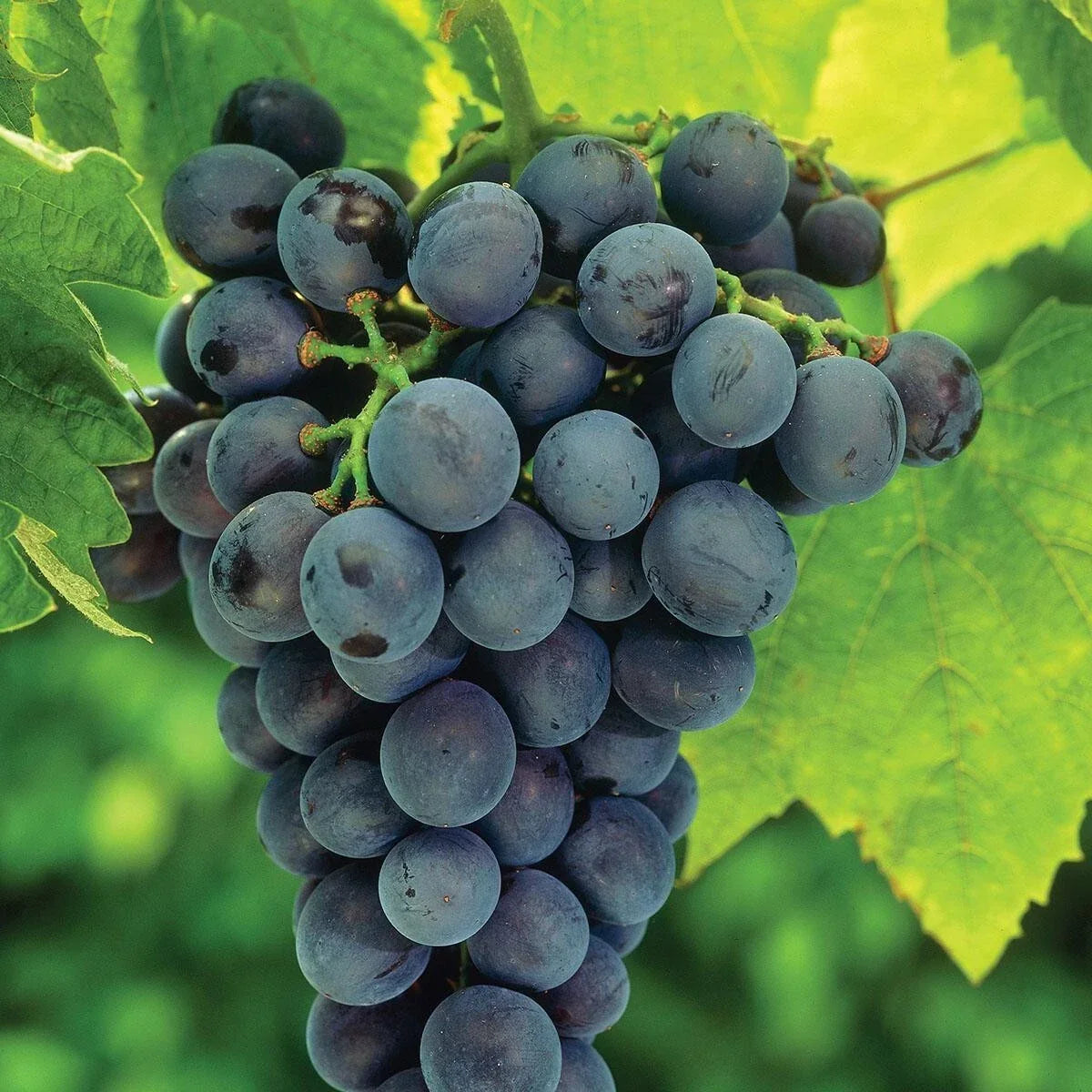 Concord Grape Live Plant Tree 8-18" Vitis labrusca, Sweet Juicy Grapes for Garden or Container, Hardy Climbing Vine