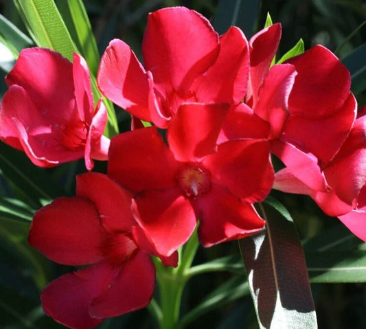 Oleander Live Cuttings 6” Red Flower Bush Shrub Nerium oleander Garden Plant