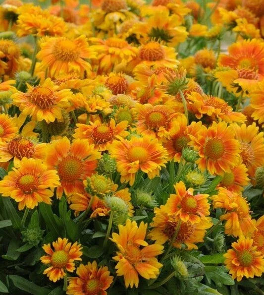 Gaillardia Seeds - 'Mesa Peach' Blanket Flower Perennial for Vibrant Garden Blooms - Gaillardia grandiflora