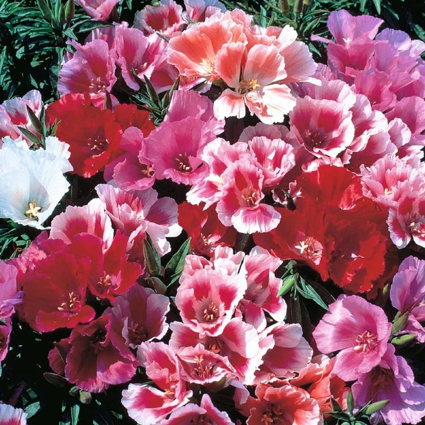 Godetia Seeds - 200 Pack - Pink Clarkia amoena Flowers for Borders & Containers - Easy to Grow Wildflower Seeds