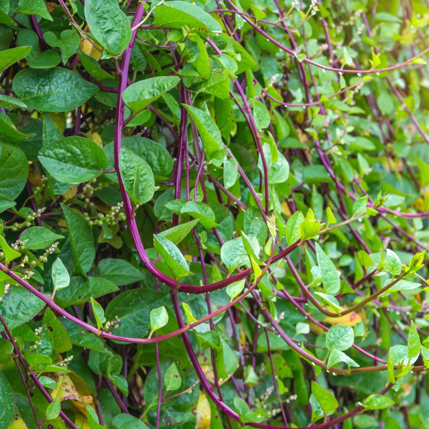 Red Stem Malabar Spinach Seeds – Basella Alba Rubra, Heirloom Vegetable Seeds for Garden, Container, and Greenhouse Planting