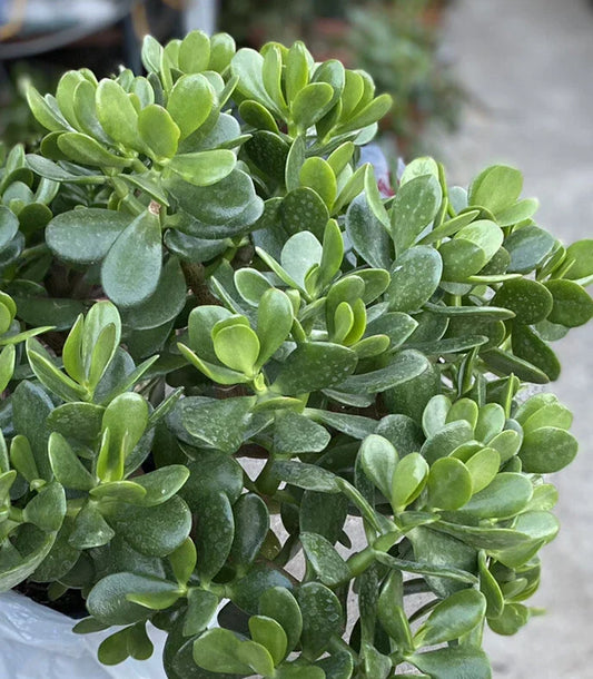 Jade Plant Succulent 1-Gallon Crassula ovata Indoor Houseplant Green Foliage Easy Care
