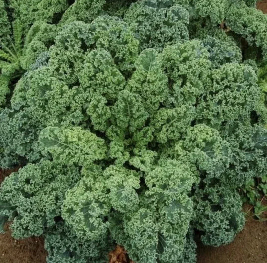 Organic Kale Seeds - Dwarf Blue Curled Scotch Brassica oleracea - Non-GMO Heirloom Greens for Small Gardens