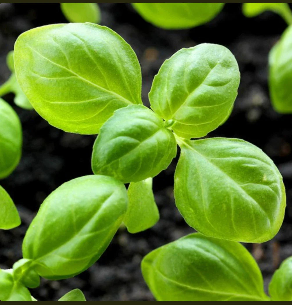 Genovese Basil Seeds | Non-GMO Heirloom Culinary Herb | Ocimum basilicum | Aromatic Gardening Seeds for Homegrown Flavor
