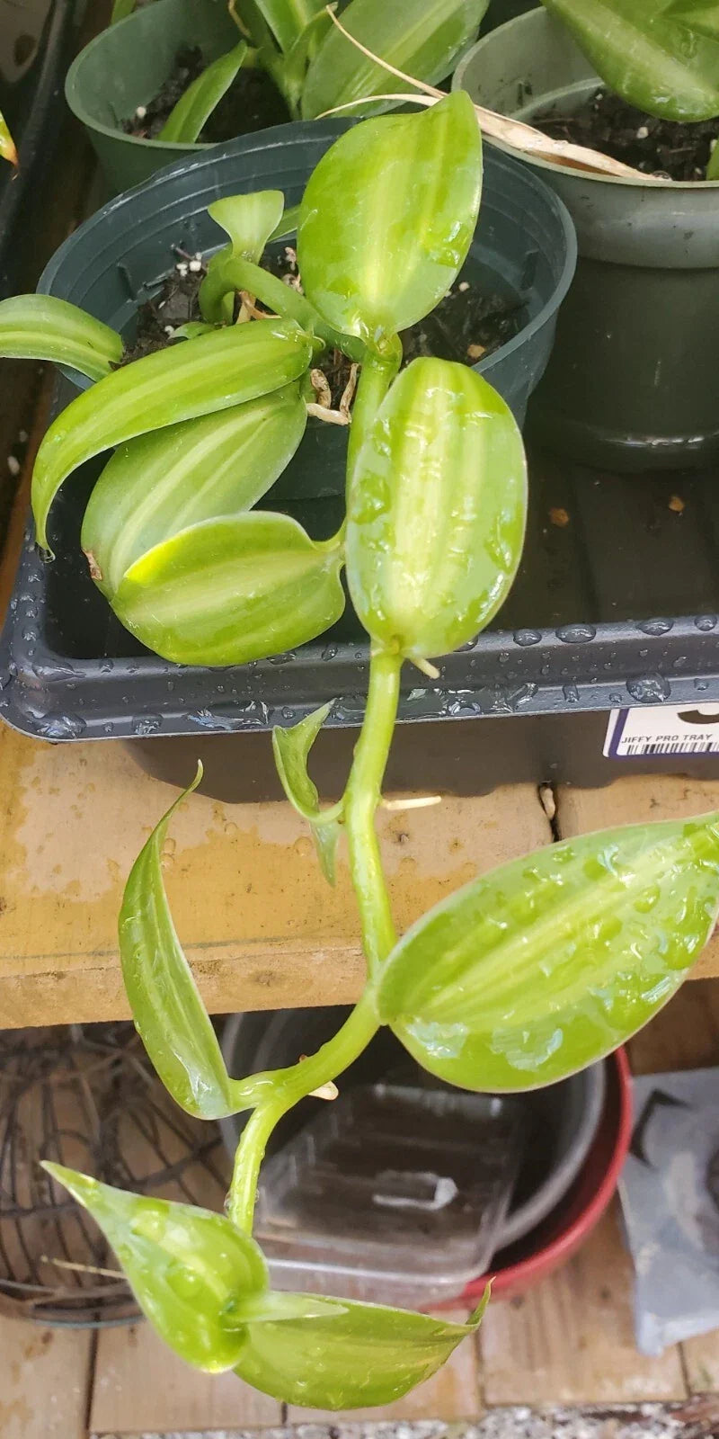 Vanilla Spice Variegated Orchid Live Plant – Rooted Cutting, Vanilla Planifolia, Unique Variegated Leaves