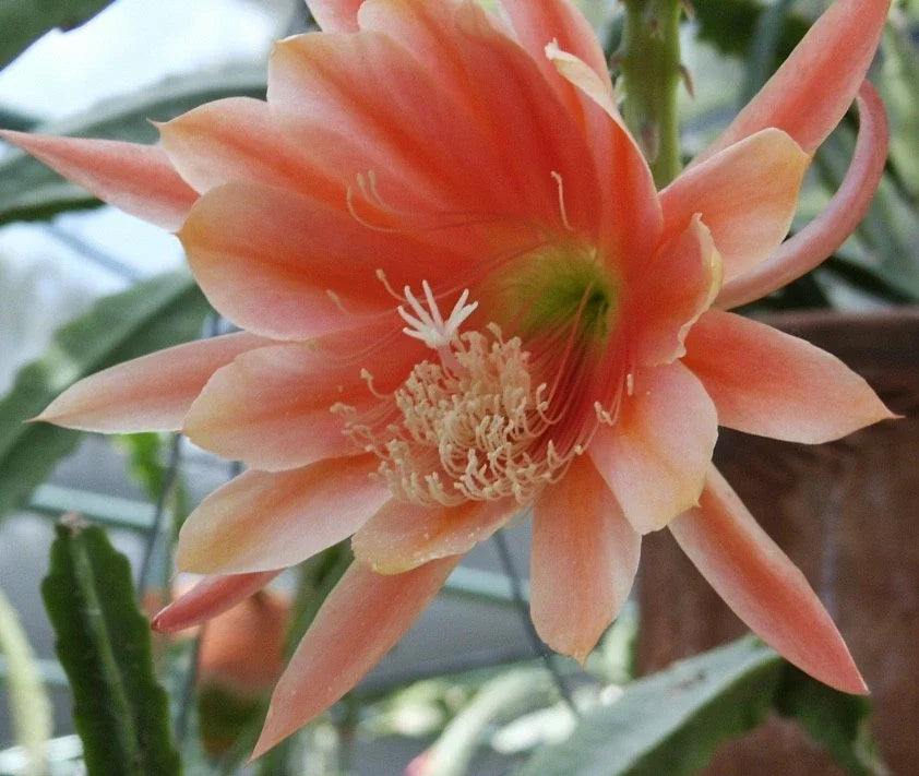 Epiphyllum Orchid Cactus Cuttings MOR MOR Variety Indoor Succulent Plant, Easy Care, Orchid-Like Blooms, Don's Cuttings