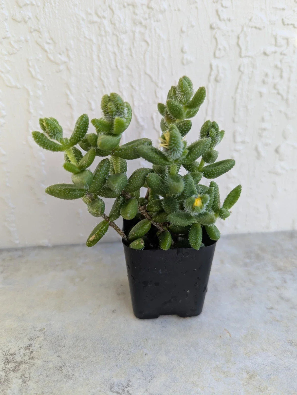 Pickle Succulent Plant 2-Inch Rooted Pot, Delosperma Echinatum, Drought-Tolerant Ground Cover, Indoor & Outdoor Cactus