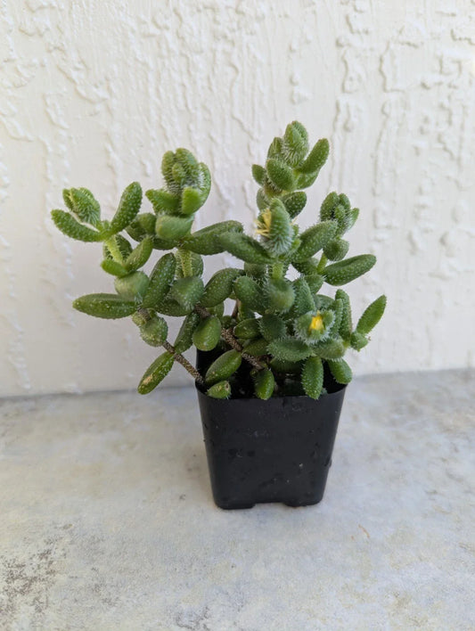 Pickle Succulent Plant 2-Inch Rooted Pot, Delosperma Echinatum, Drought-Tolerant Ground Cover, Indoor & Outdoor Cactus