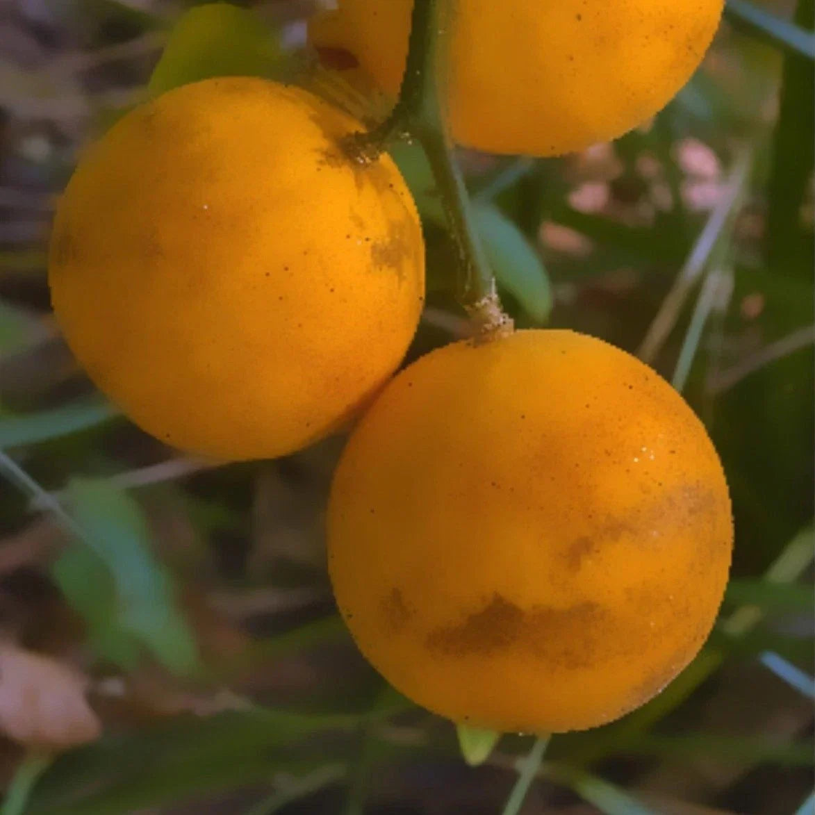 Hardy Orange Fruit Tree Seedlings - 5 Live Plants - Trifoliate Flying Dragon Citrus (Citrus trifoliata) - Unique Ornamental Citrus