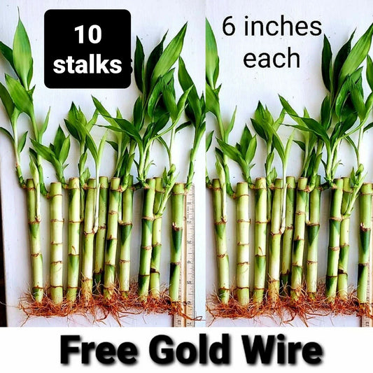 Lucky Bamboo Plants 6 Inches 10 Pack with Free Gold Wire Indoor Feng Shui Dracaena sanderiana