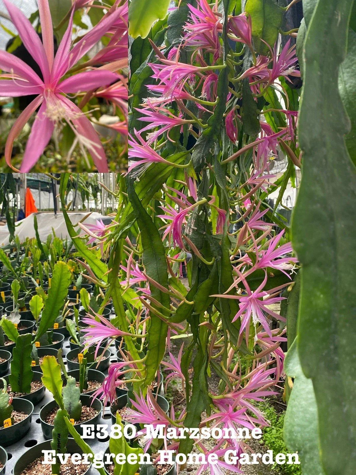 Epiphyllum Orchid Cactus “Marzsonne” | 4” Rooted Houseplant | Tropical Indoor Plant with Vibrant Flowers