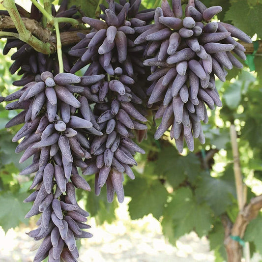 Ladyfinger Seedless Grape Vine Cuttings - 5 Unrooted Vitis vinifera Grafting or Planting Material
