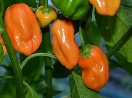 Orange Habanero Hot Pepper Seeds – Non-GMO Capsicum chinense for Spicy Mexican Salsa Garden, 50+ Seeds
