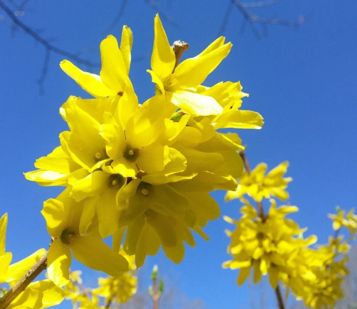 Forsythia Cuttings 10+5 'Yellow Bell' Hardy Bush Ornamental Privacy Hedge Forsythia x intermedia