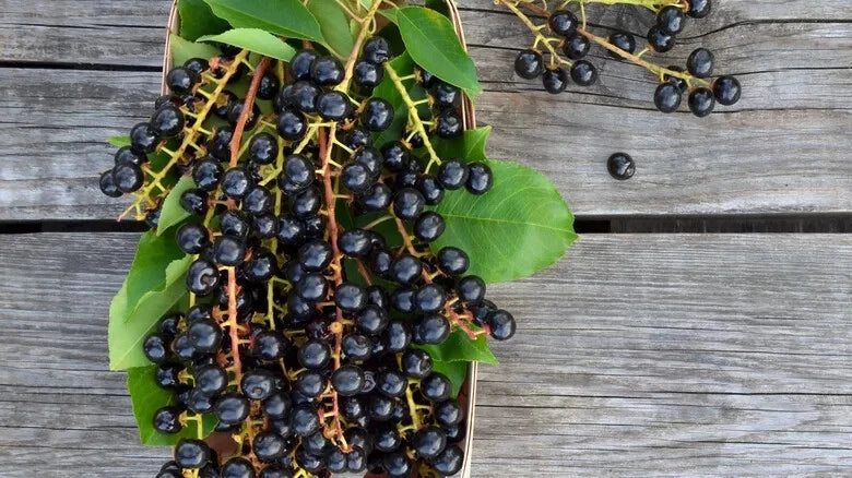 Black Cherry Seeds - 10+ Pack for Garden Planting, Prunus serotina, Fruit Tree, Non-GMO, Organic, Attracts Pollinators