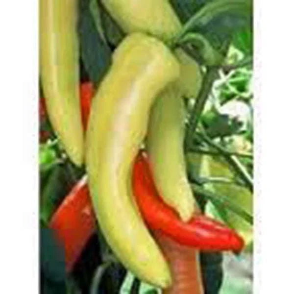 Sweet Hungarian Yellow Wax Pepper Seeds, Heirloom, Non-GMO, 100 Seeds, Capsicum annuum, Garden Vegetable Seeds