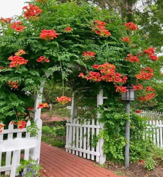 Orange Trumpet Vine Seeds - Pack of 75+ Campsis radicans Climbing Flower for Garden, Attracts Pollinators, Fast-Growing Perennial Climber