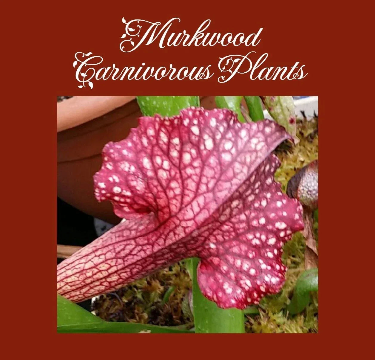 Sarracenia Persian Rug Pitcher Plant - Live Rare Cultivar - Unique Carnivorous Botanical Decor