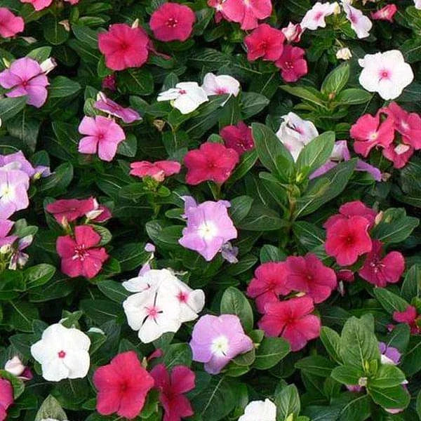 Vinca Seeds 100 Pack F-1 Mix GL - Catharanthus roseus - Colorful Flowering Annual for Garden and Landscape