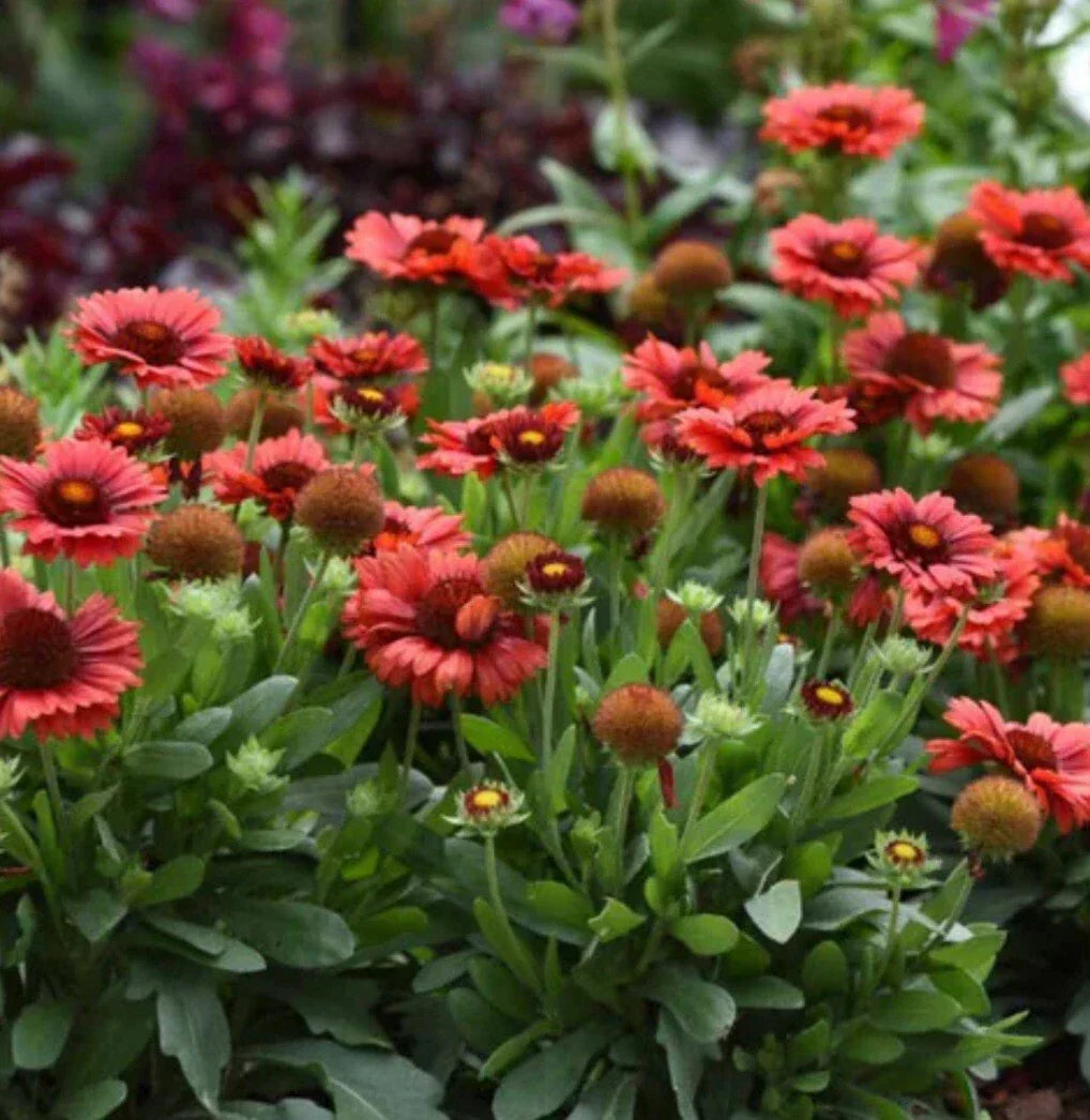 Spintop Red Flower Plant - Potted 6-inch - Vibrant Red Blooms - Attracts Pollinators - Garden & Container Plant - Spintopia rubra