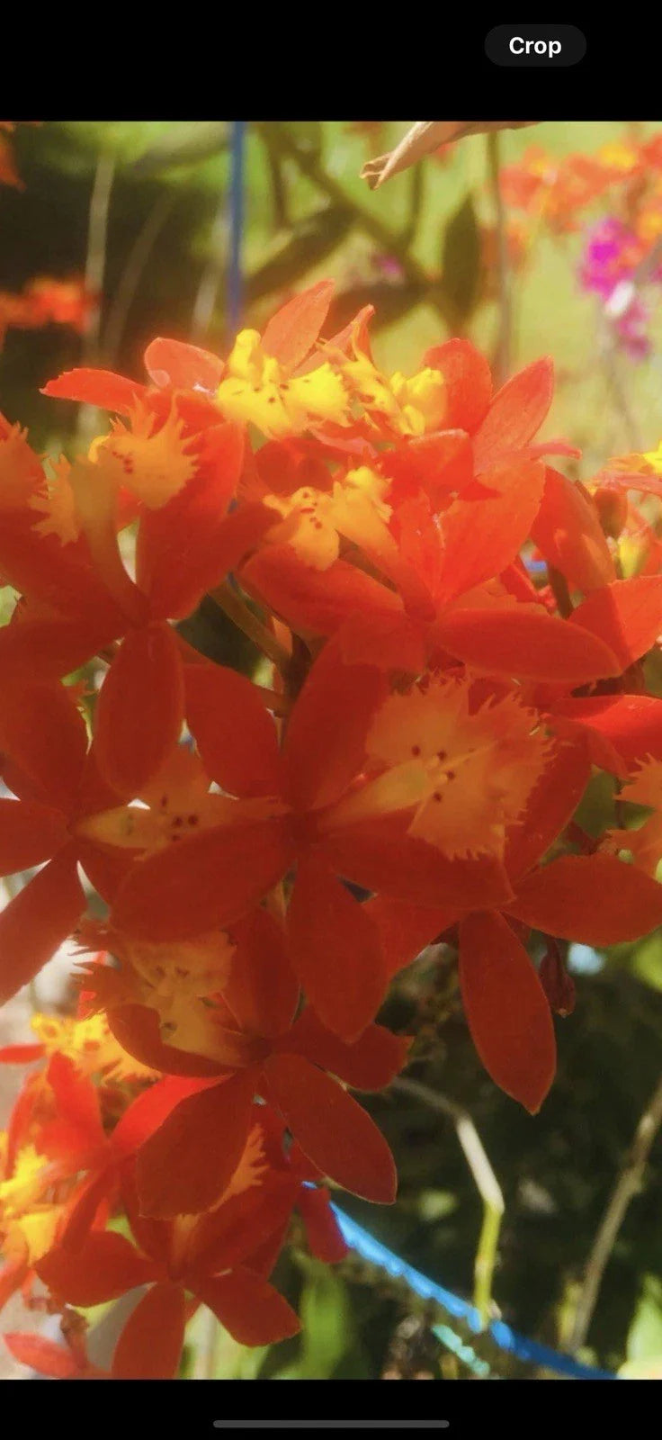 Epidendrum Plant - 4 Rooted Red Orchids - Epidendrum radicans - Tropical Orchid for Indoor Garden and Gift