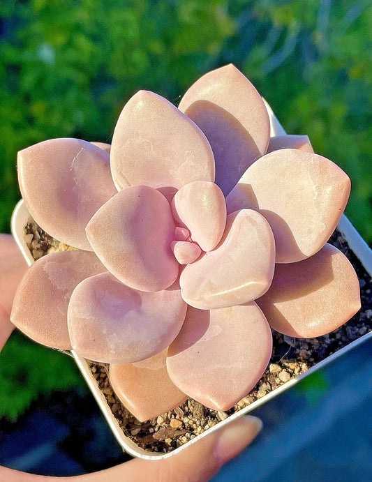 Graptopetalum Murasaki Succulent 2.75-Inch Pink Live Plant, Rosette, Bubblegum Pink, G. paraguayense