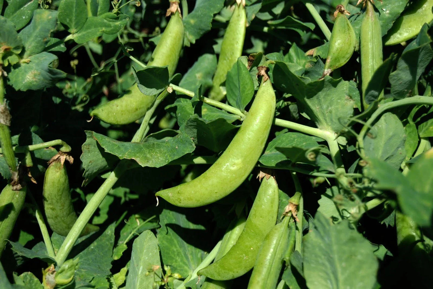 Sugar Snap Pea Seeds - 100 Count Non-GMO Heirloom Pisum sativum - Crisp & Tender Pods for Gardening & Cooking