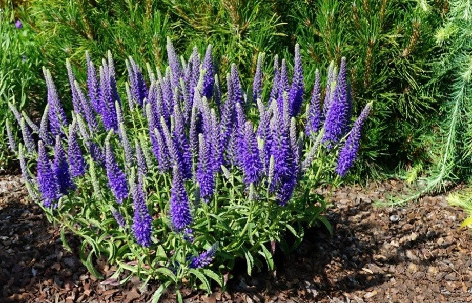 Veronica 'Purple' Speedwell Seeds - Perennial Flowering Plant for Garden, Pollinator Attractant, Hardy Ground Cover, Veronica spicata
