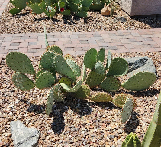 Opuntia Engelmannii Live Cactus Pad Segment | Succulent Plant | Engelmann's Prickly Pear | Flat Paddle-Shaped Cactus Cutting